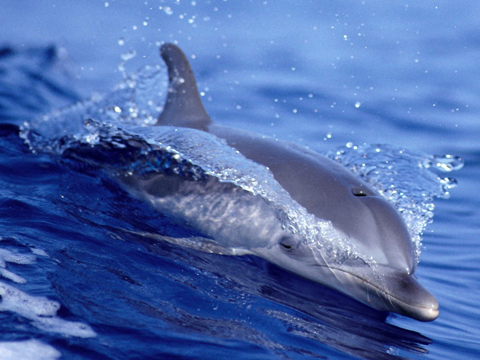 Dolphins Pictures 2
