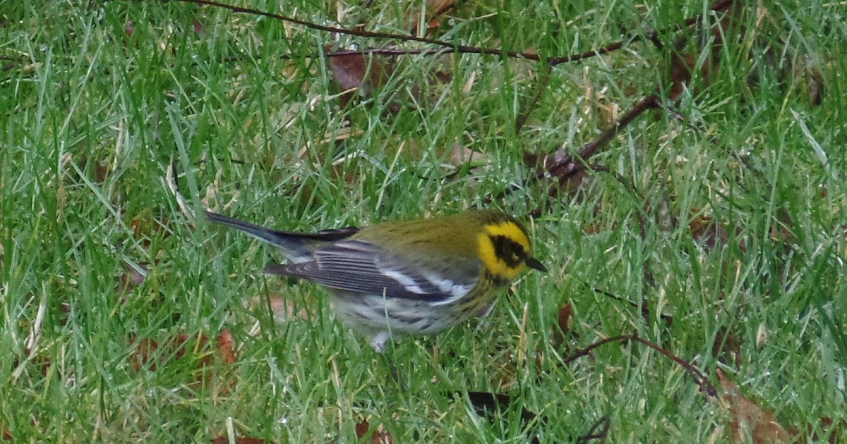 The Backyard Wildbird and Nature Store Nanaimo bird report, April 22, 2018