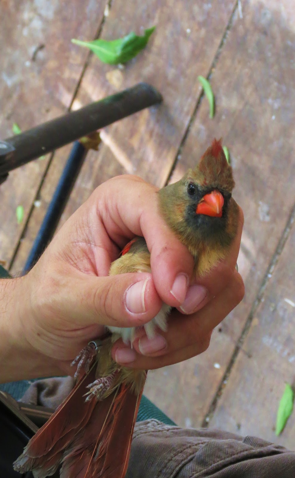 Bird Banding Learning From Birds Inhand About Bird Banding