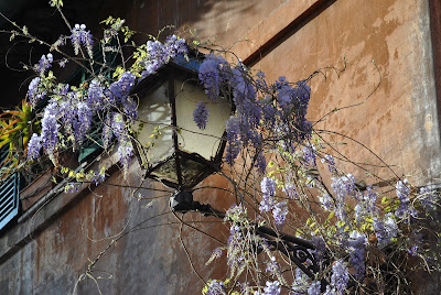 wisteria street lamp glicine roma rome