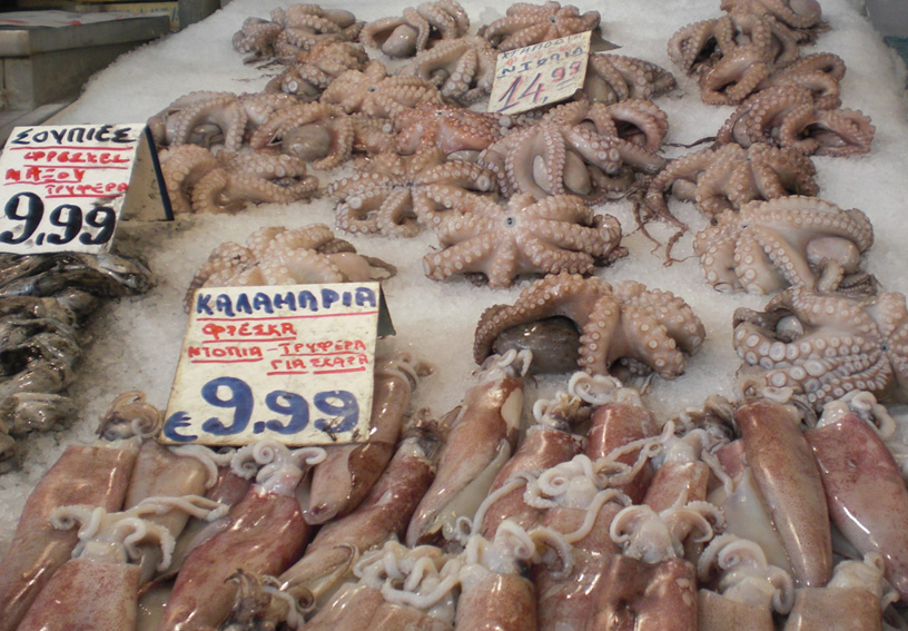tintenfisch kaufen tintenfisch kaufen