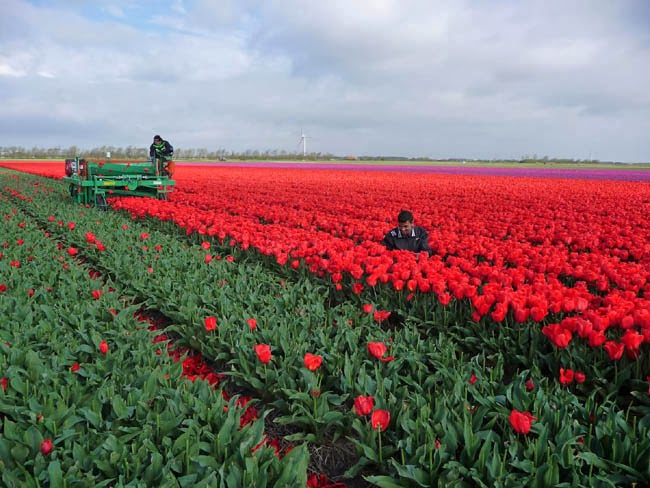 amsterdam, holland netherlands, netherlands, netherlands holland, tulip fields,