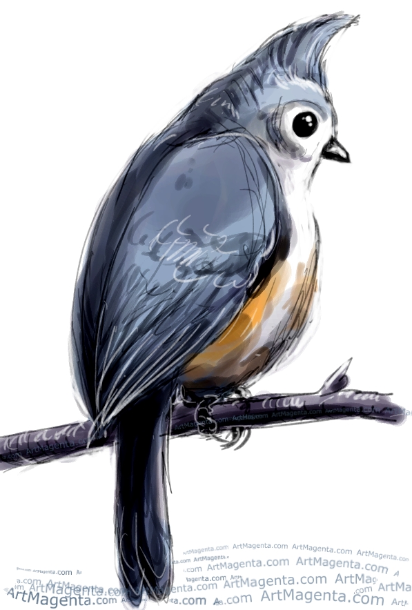 Tufted Titmouse sketch painting. Bird art drawing by illustrator Artmagenta