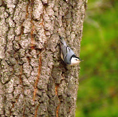 Bird of The Month