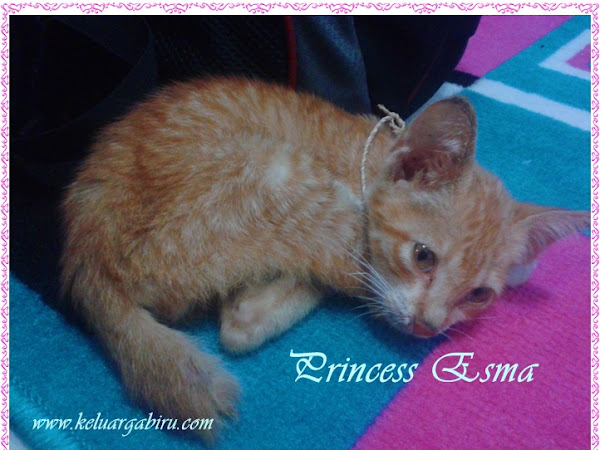 Princess Esma: Kucing Kesayangan Keluarga Biru
