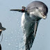 Ο "πόλεμος των δελφινιών" στην Μαύρη Θάλασσα!