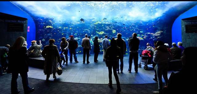The world’s largest aquarium is located in Atlanta, Georgia. It houses more than 120,000 animals, representing 500 species in 8.5 million gallons of water. There are 60 different habitats with 12,000 square feet of viewing windows, and it cost $290 million to build.