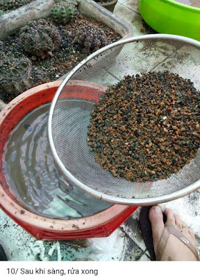 đất trồng sen đá đất trồng sen đá