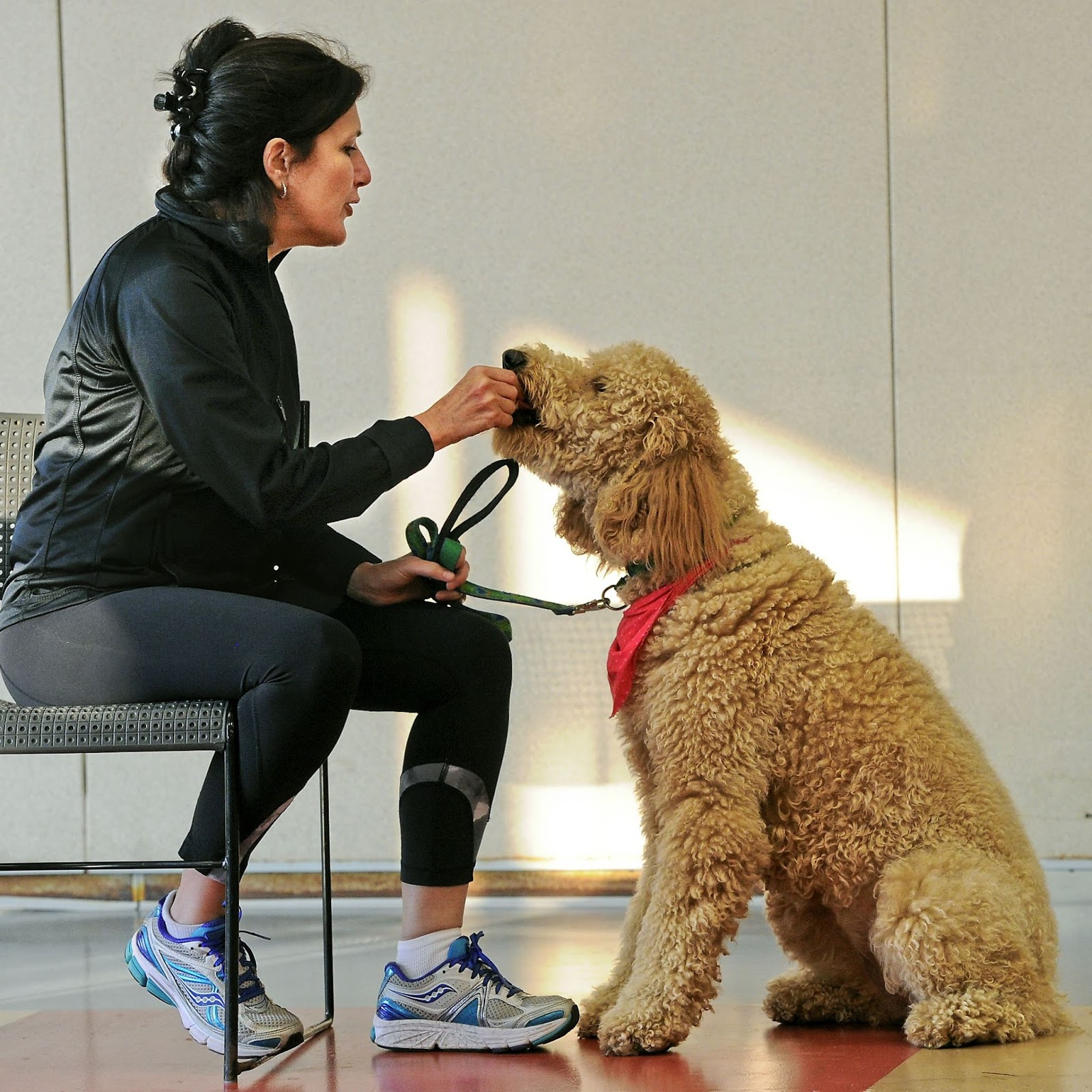 Therapy Dog Training For Success Stephanie Taunton Stephanie therapy-dog-training-for-success-stephanie-taunton-stephanie