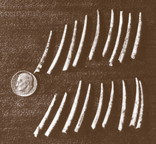 Anthropology Blog: Iroquois Nation