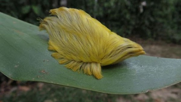 Aparece en un kinder de Tepic la peligrosa y venenosa "oruga peluche" Aparece en un kinder de Tepic la peligrosa y venenosa "oruga peluche"