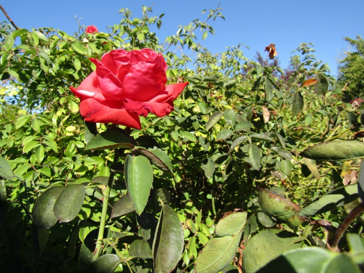 What's in Bloom at the End of October in Paso Robles? Walk with me through my Paso Robles neighborhood to see what's blooming.
