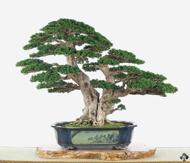 Double trunk style Bonsai (Sokan) About Bonsai