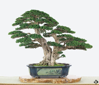 Double trunk style Bonsai (Sokan)