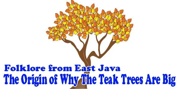 The Origin of Why The Teak Trees Are Big