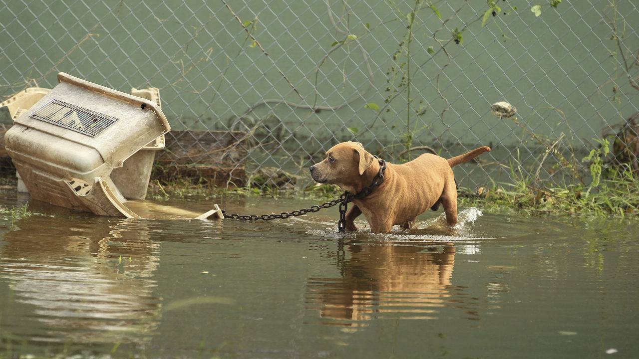 Туманный смерч дракон. Поведение животных. Dog spots an animal struggling in the lake, goes in for the rescue. Животное ураган. Спасение от наводнения.