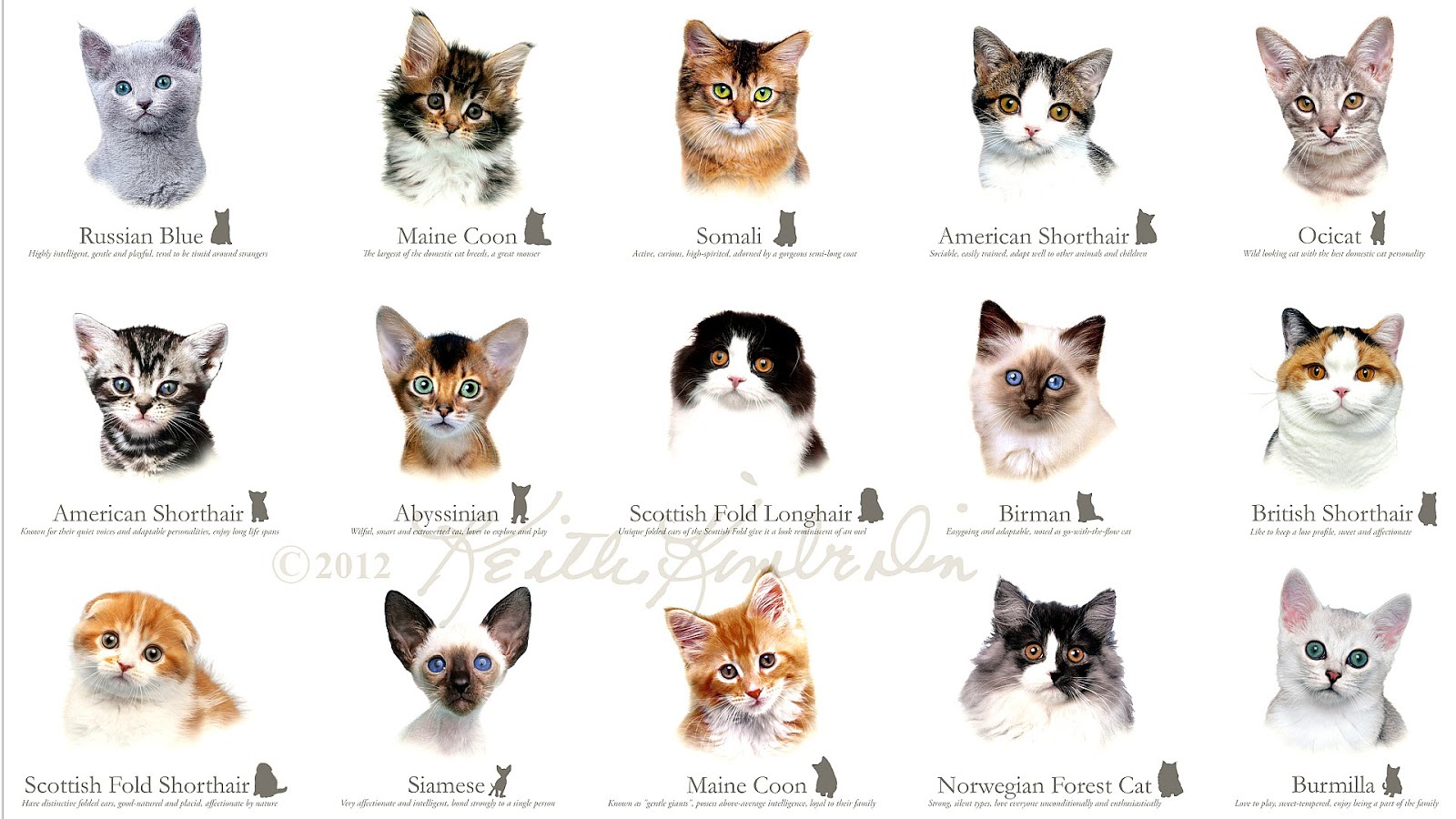 Cats Facts for Kids Facts About Cats for School Projects