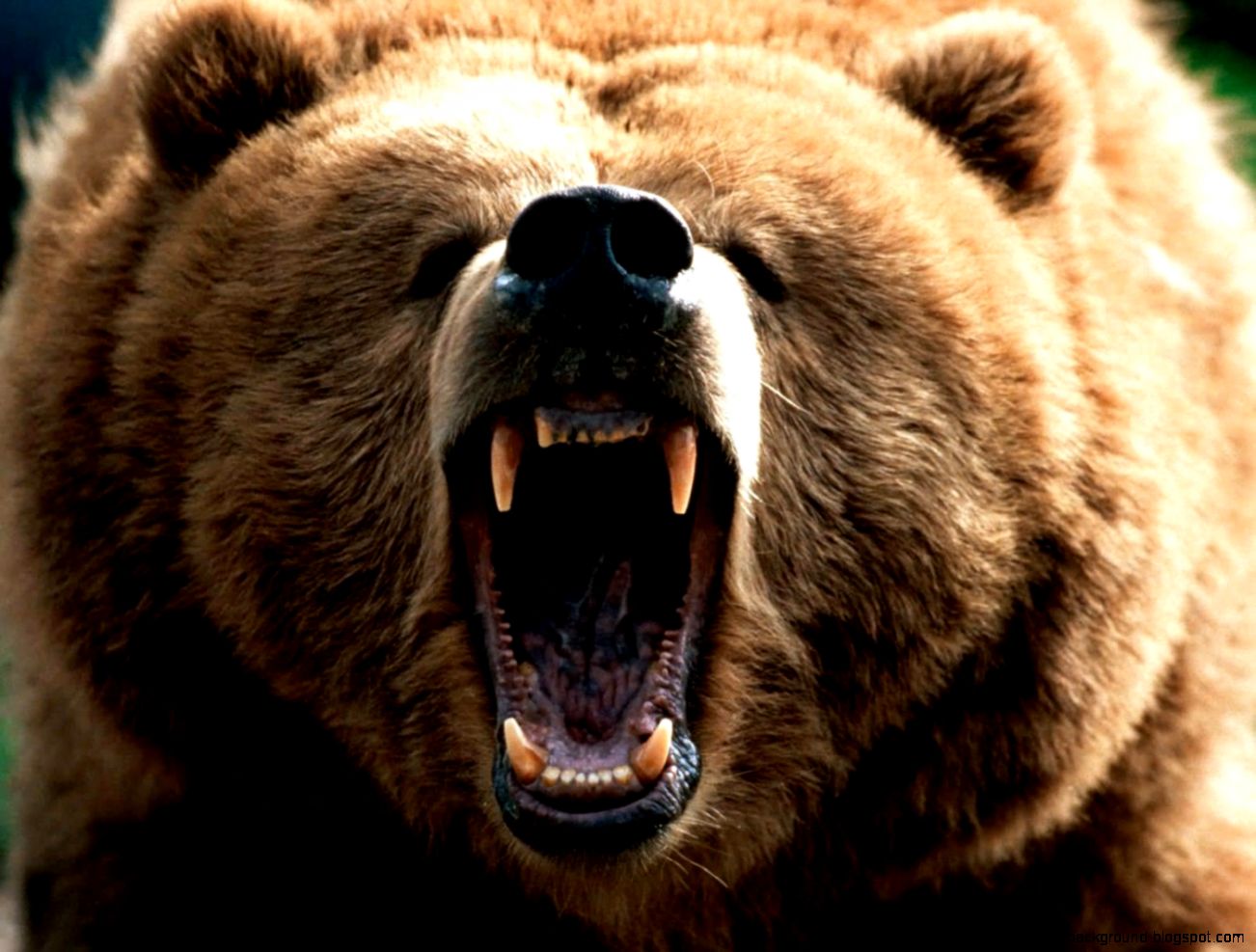 CrossFit Invasion  animals bear angry brown bear wallpaper
