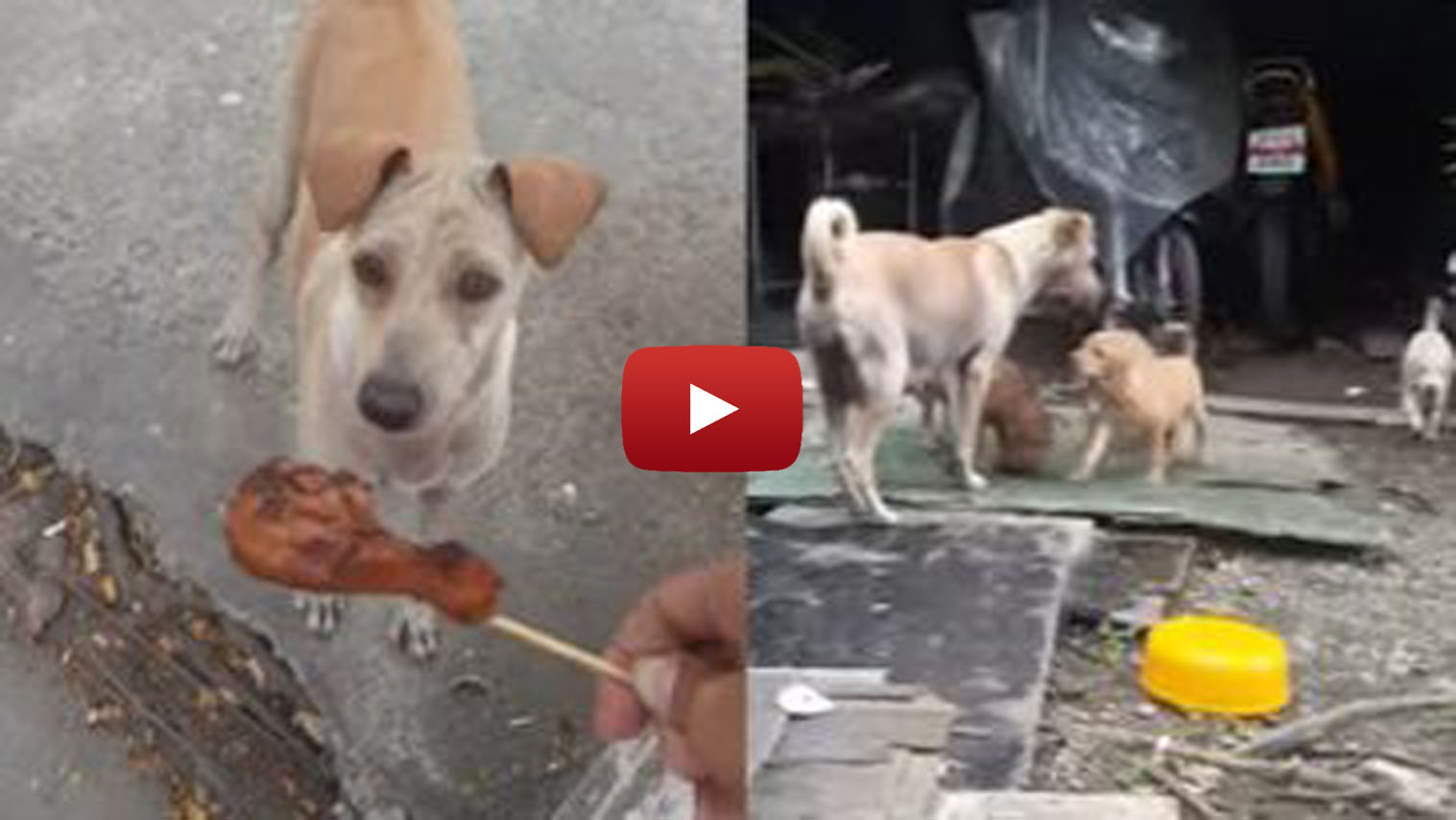 This Dog Begs for Food and Rushes Back Home with it—to Bring to Her