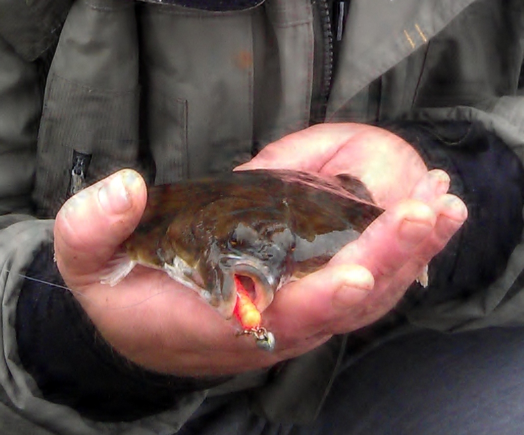 South East Lure Angling My 1st flounder.....