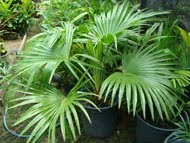 Palmeira Livistona Chinensis