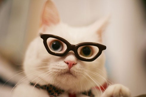 45 Cats Wearing Glasses