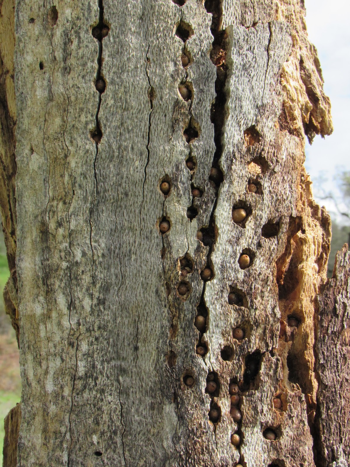 Acorn Woodpeckers & Granary Trees