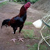 Ayam Bangkok 'BIMO" DIJUAL