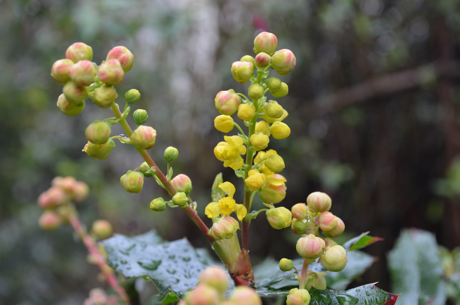 Mahonia Berberis Ilex Arnold Zwicky S Blog