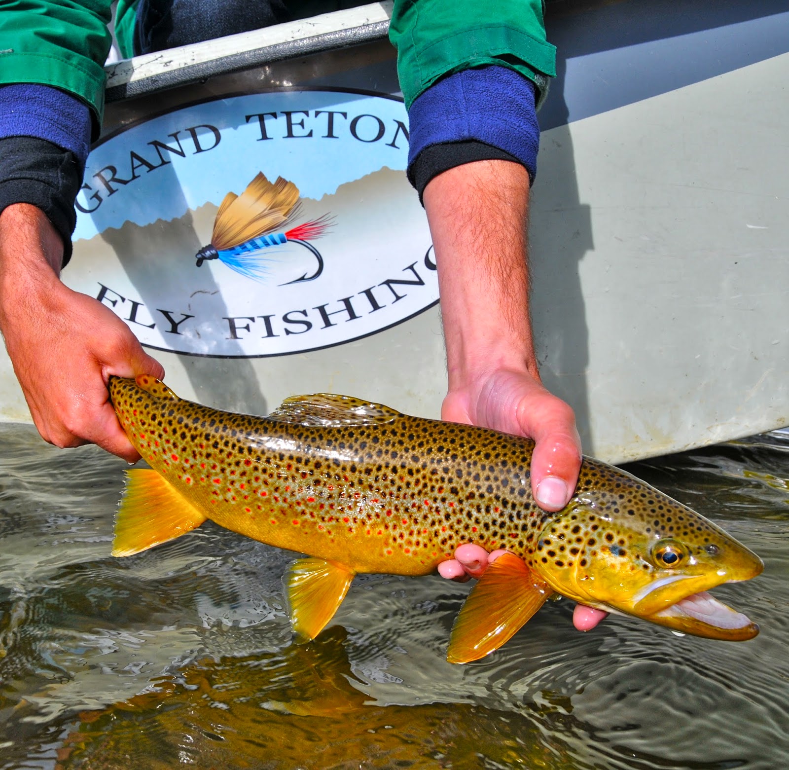 Jackson Hole Fly Fishing Report September 27, 2013