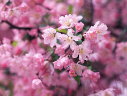 blossom cherry pink blossoms sakura flower desktop tree japanese wallpapers cherryblossom amazing spring