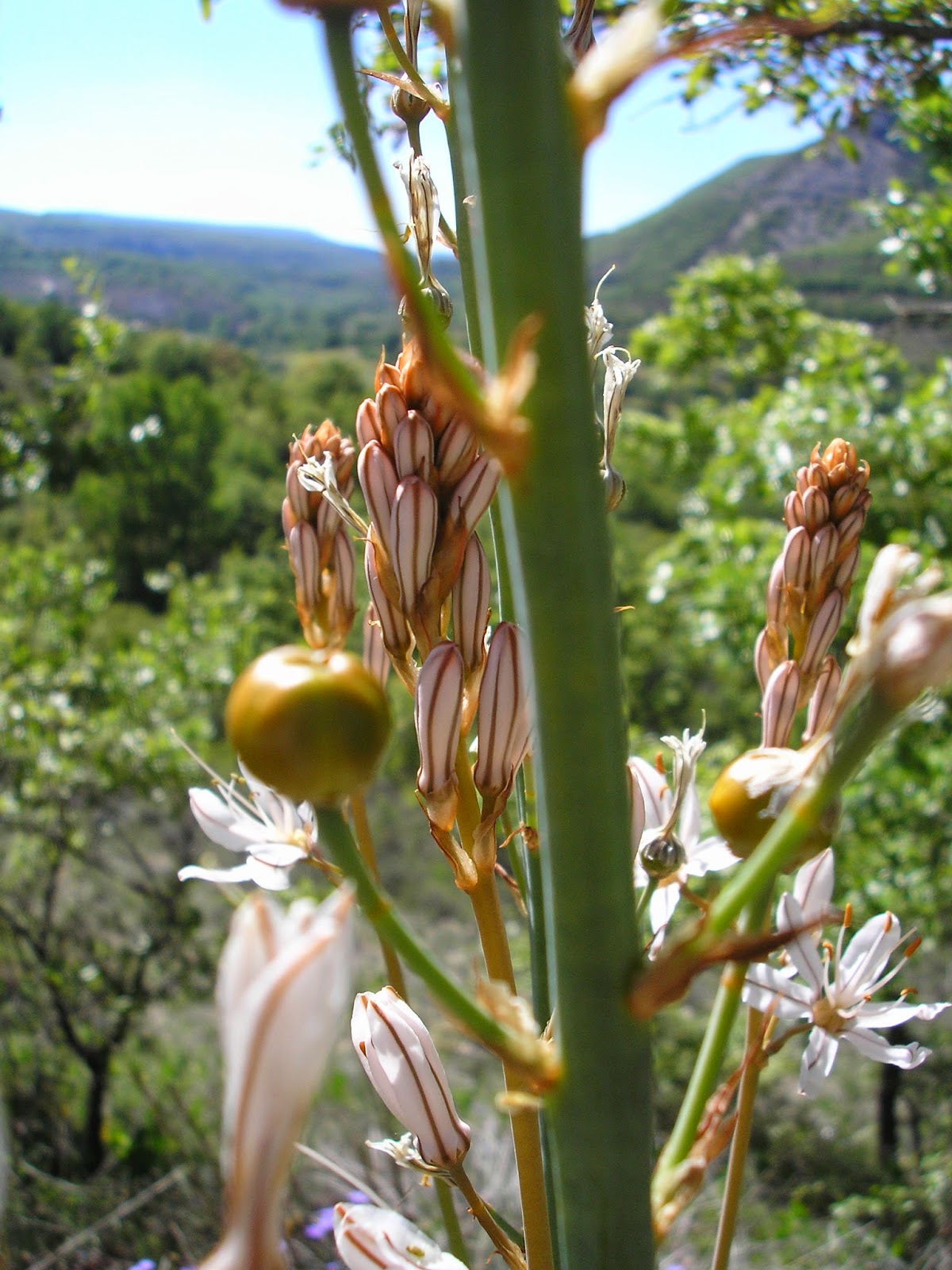 Flora, Fauna y Fungi del Valle del Rudrón en Burgos: Gamón, gamona o ...