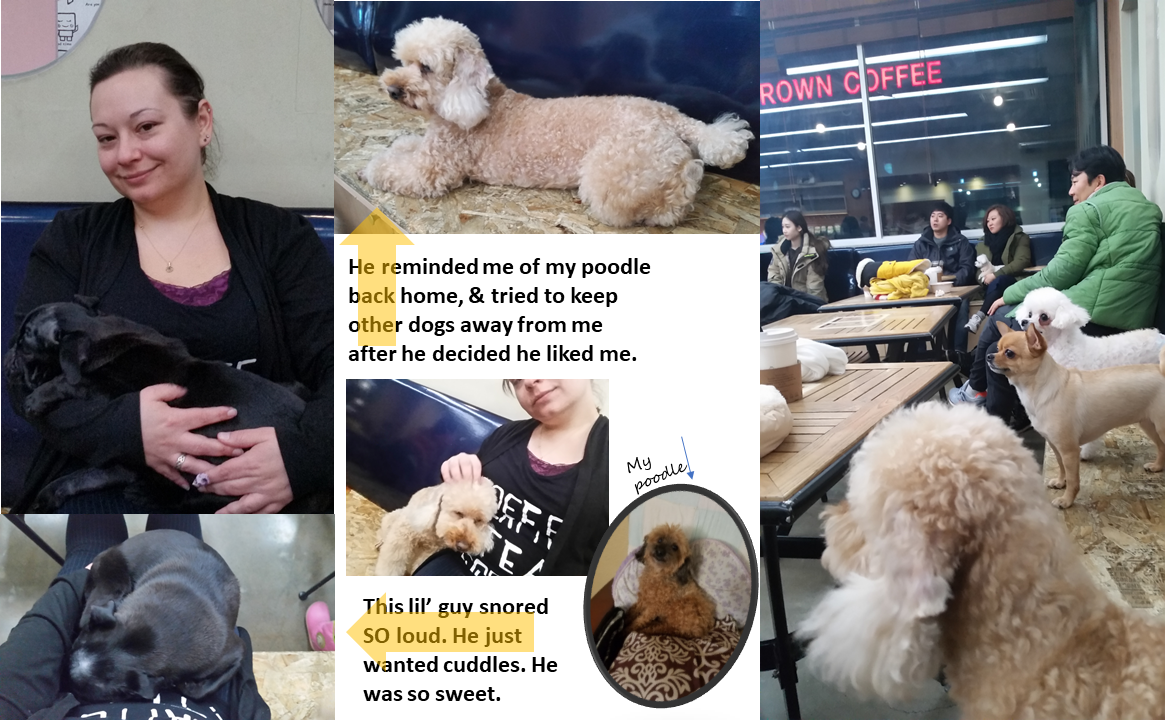 Dog Cafes In Seoul We compiled a list of the best dog and cat petting cafes in singapore. dog cafes in seoul