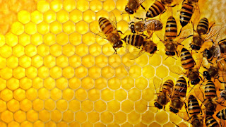 Belajar dari lebah