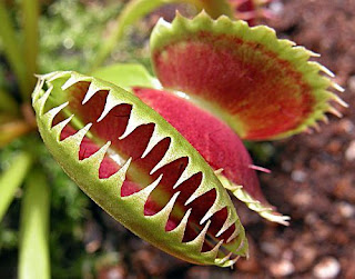 Fermi immobili eppure si muovono: Dionaea muscipula