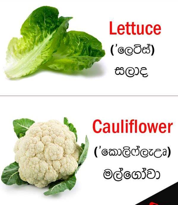 Vegetable names in English Sandy Foods Sri Lanka