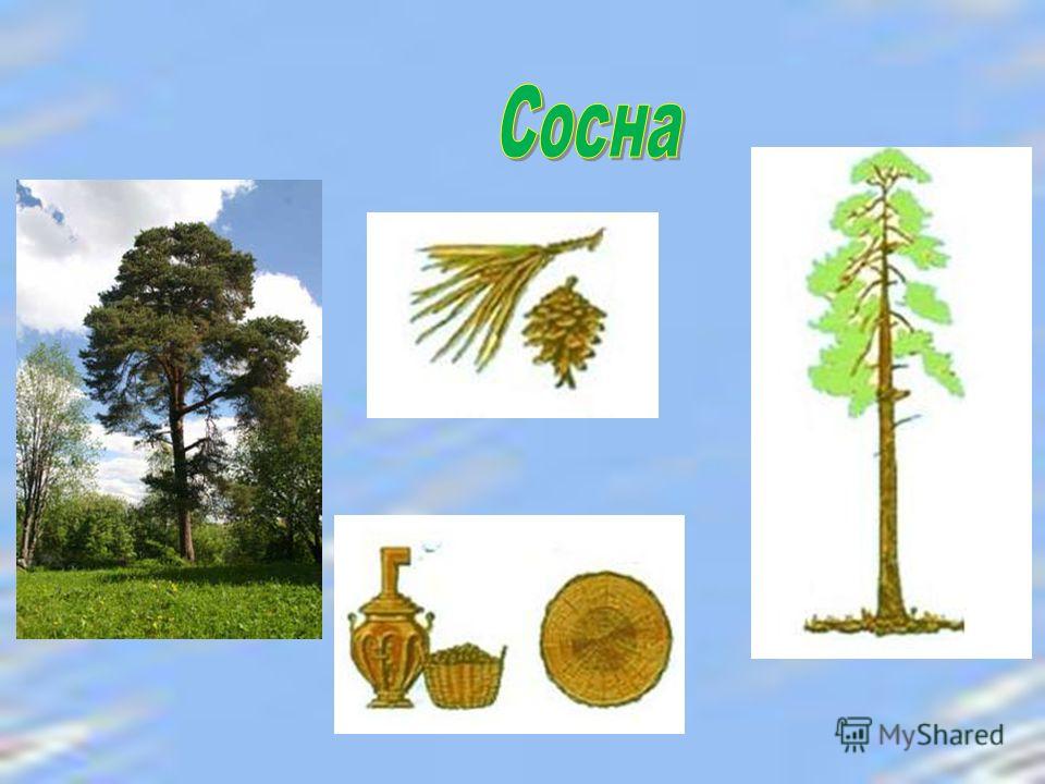 деревья и кустарники старшая группа. презентация деревья подготовительная группа. презентация деревья подготовительная группа. презентация деревья подготовительная группа. окружающий мир деревья.