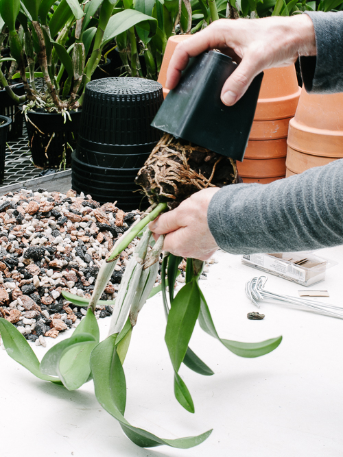 The Orchid Column How to Repot an Orchid