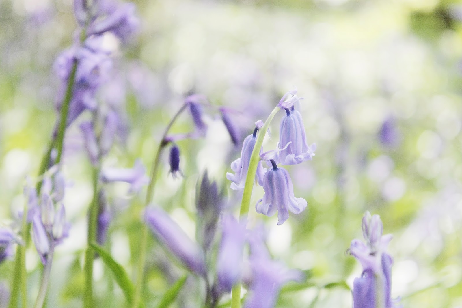 Where to find bluebells, the best places for bluebells in the UK