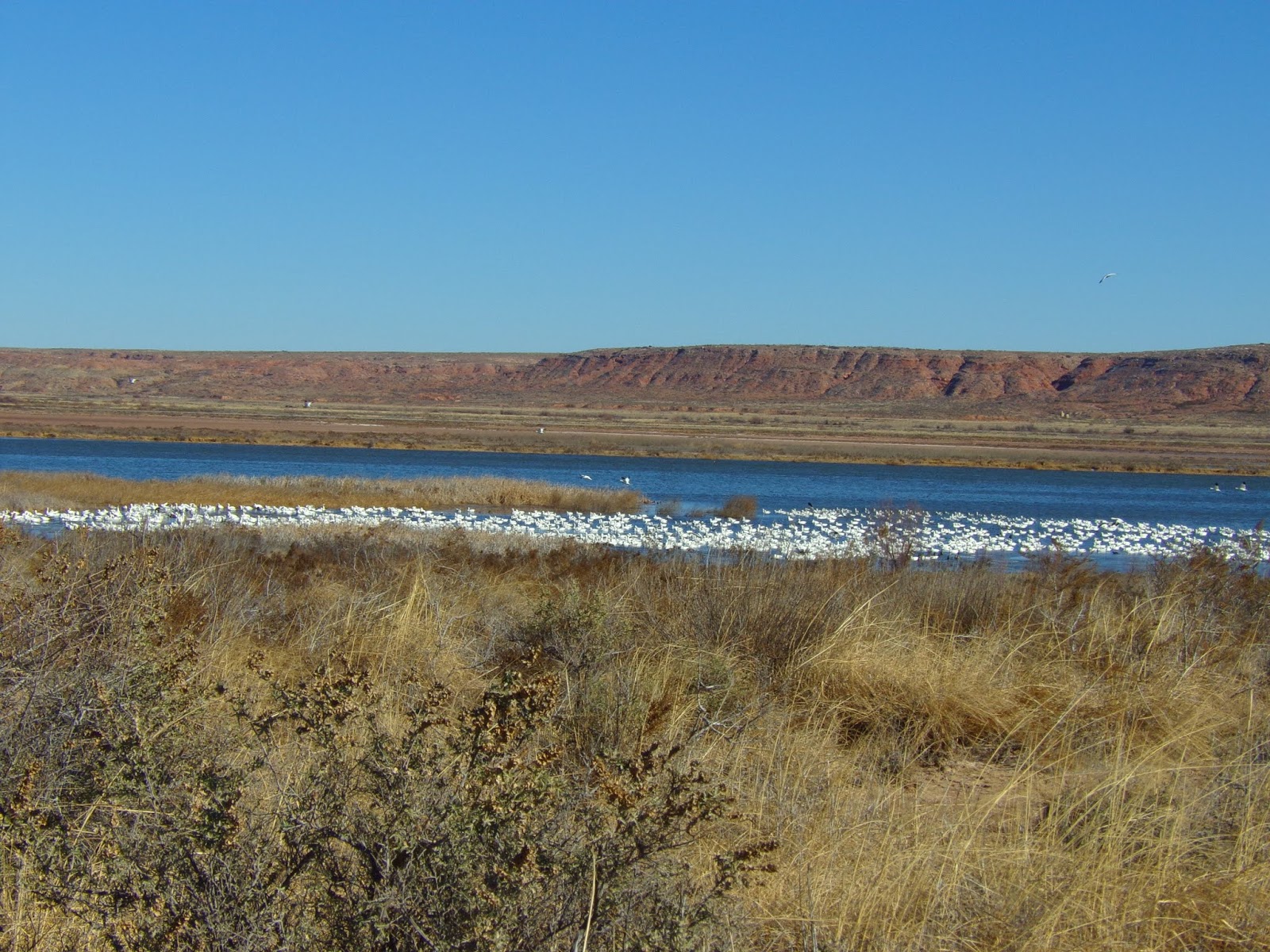 Bitter Lake National Wildlife Refuge New Mexico