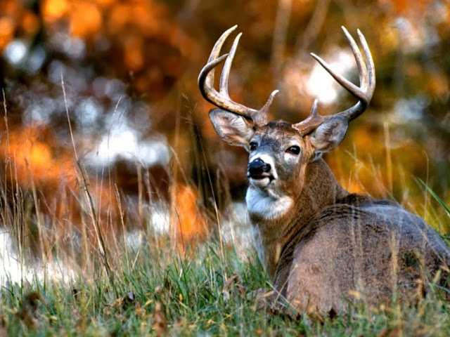 Deer Wallpapers - Desktop Wallpapers