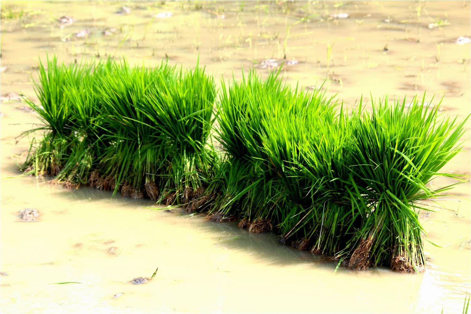 Cara Merawat Tanaman Padi - Semua Tentang Tanaman dan Tabulampot