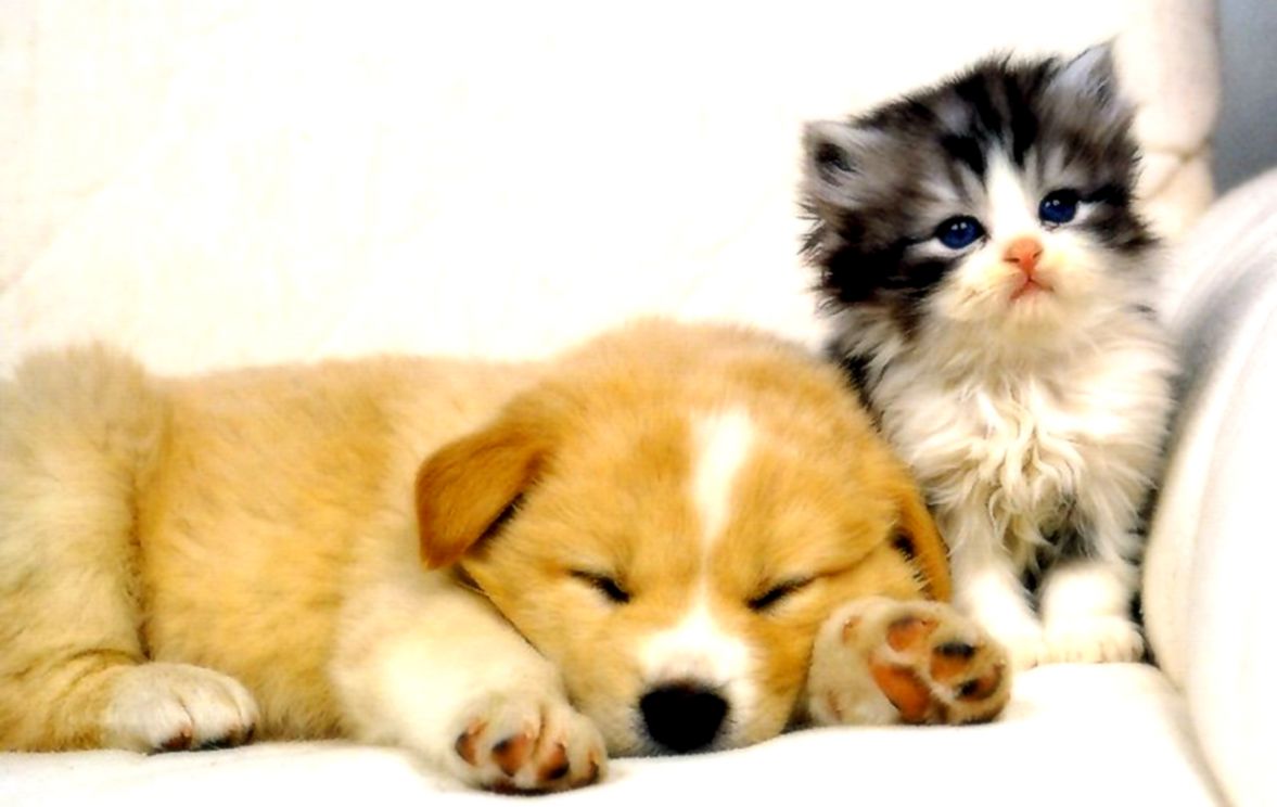Cute Cat And Dog Wallpapers Hd Zedge Wallpapers