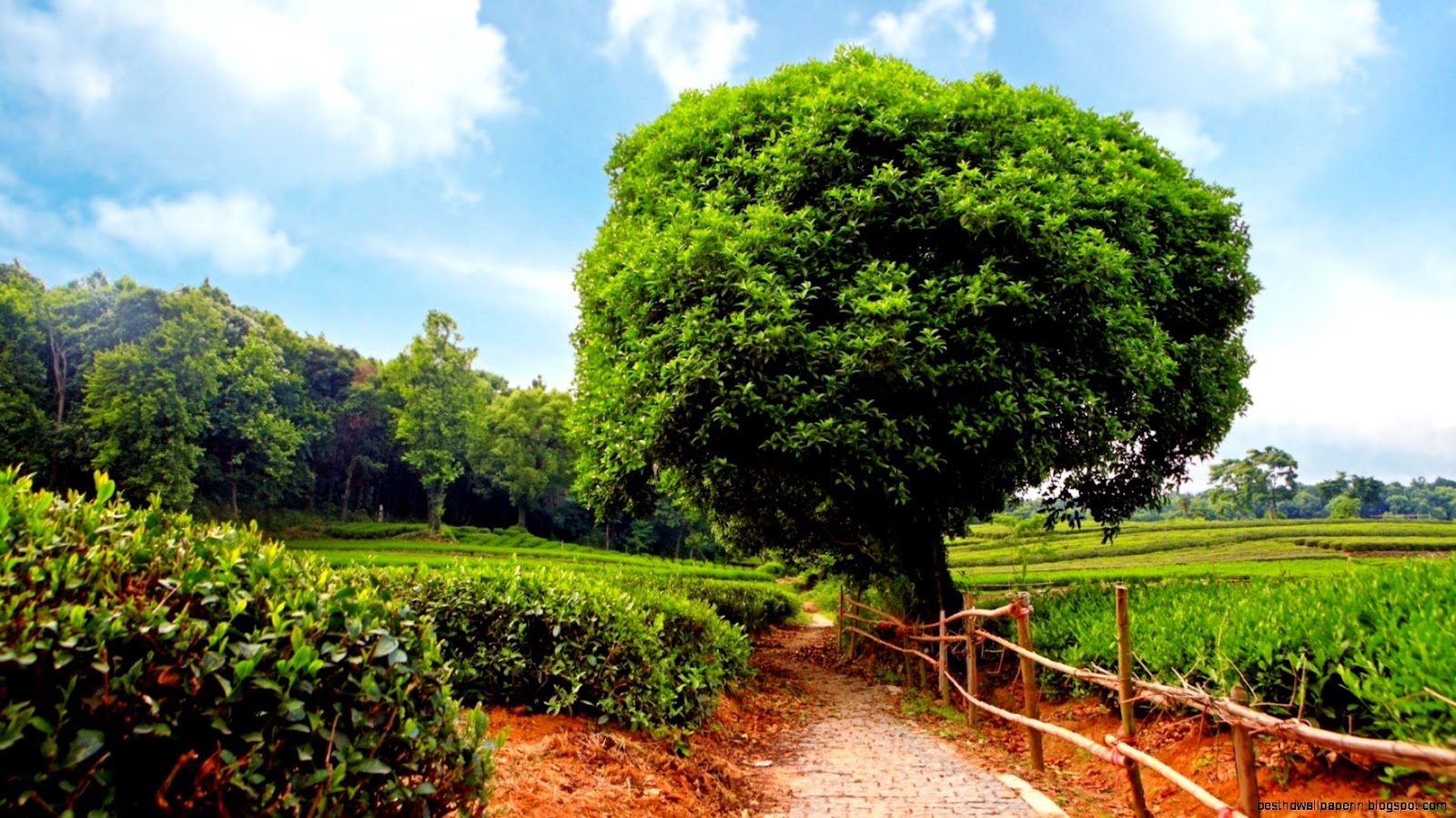 Beautiful Nature Pictures Landscape Trees