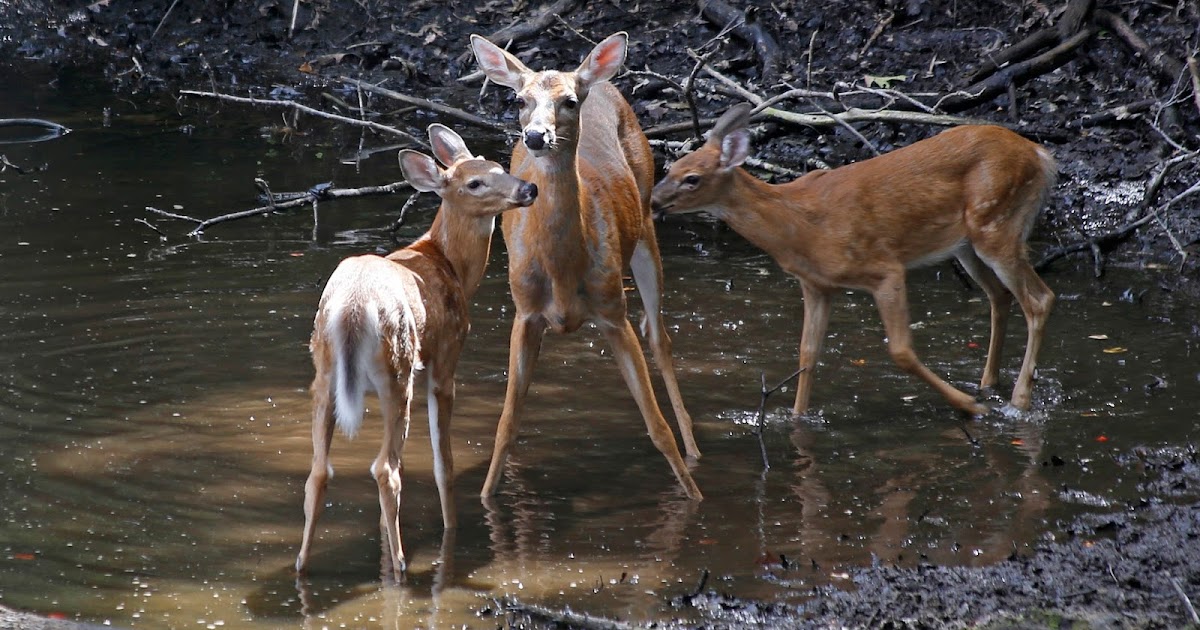 Joe's Retirement Blog Deer, Manomet, Plymouth, Massachusetts, USA