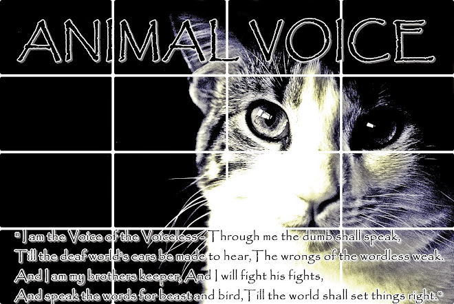 Animal Voice