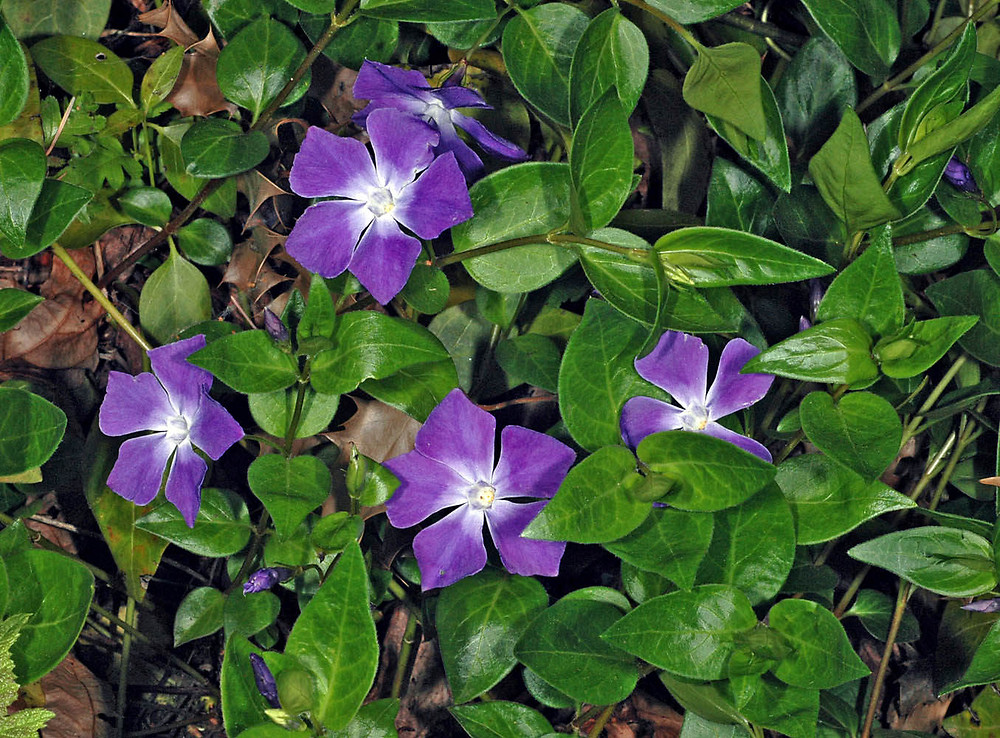 PLANTAS TOXICAS VINCA MAIOR Vinca major Plantas Tóxicas 72