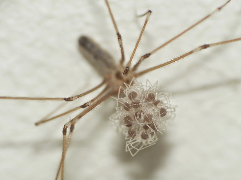S こんちゅーぶ イエユウレイグモ 蜘蛛 幼体の孵化