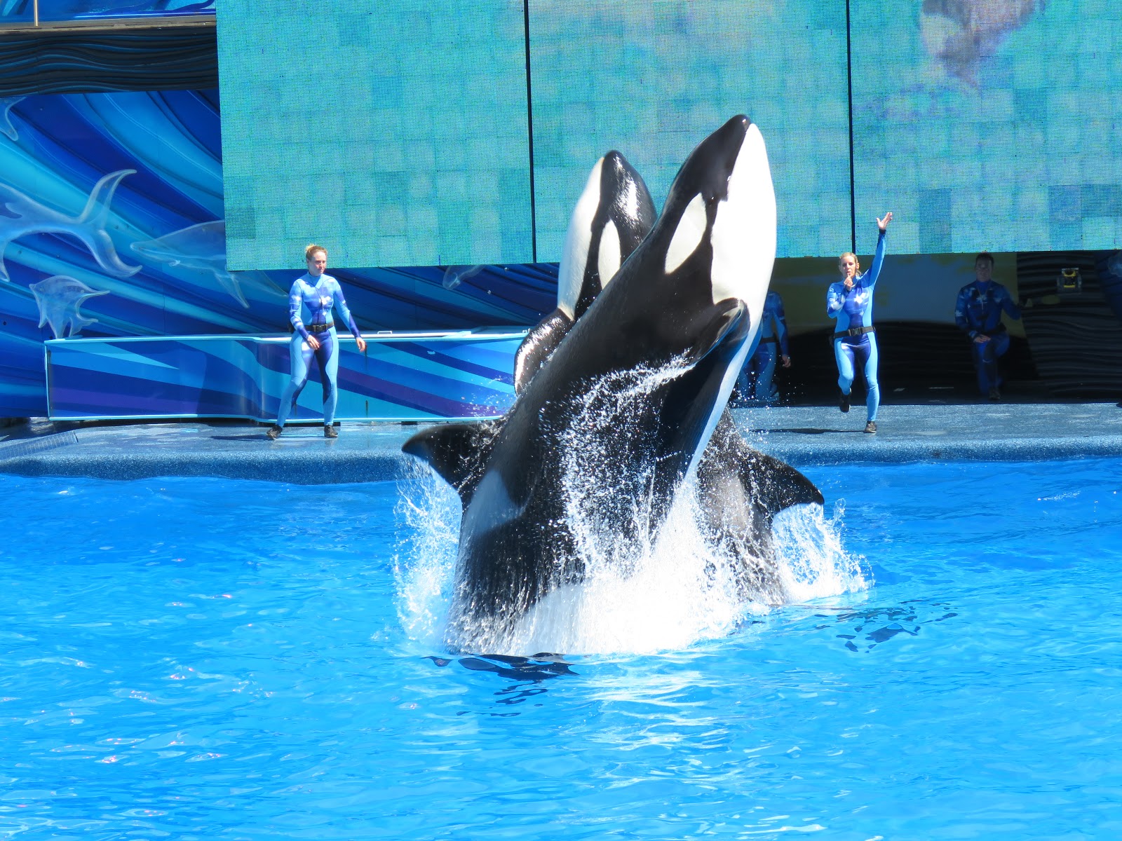 Amerika adventures by Kim: enjoy your day at SEAWORLD