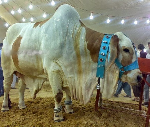 All 4u HD Wallpaper Free Download : Bakra Eid Cow Qurbani Wallpapers